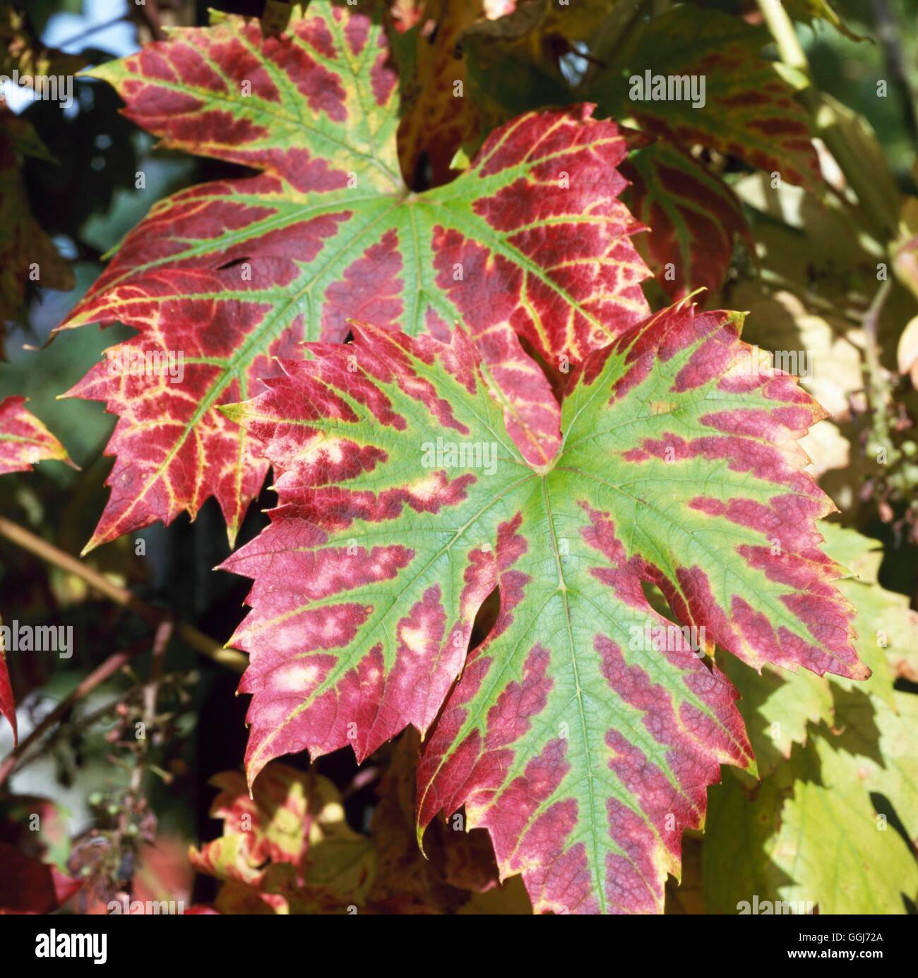 Vitis - `Brant' AGM in Autumn Colour   CLS091951 Stock Photo